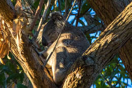 Image of koalas