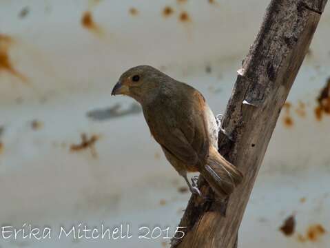 Image of Antillean bullfinches