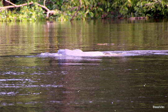 Image of river dolphins