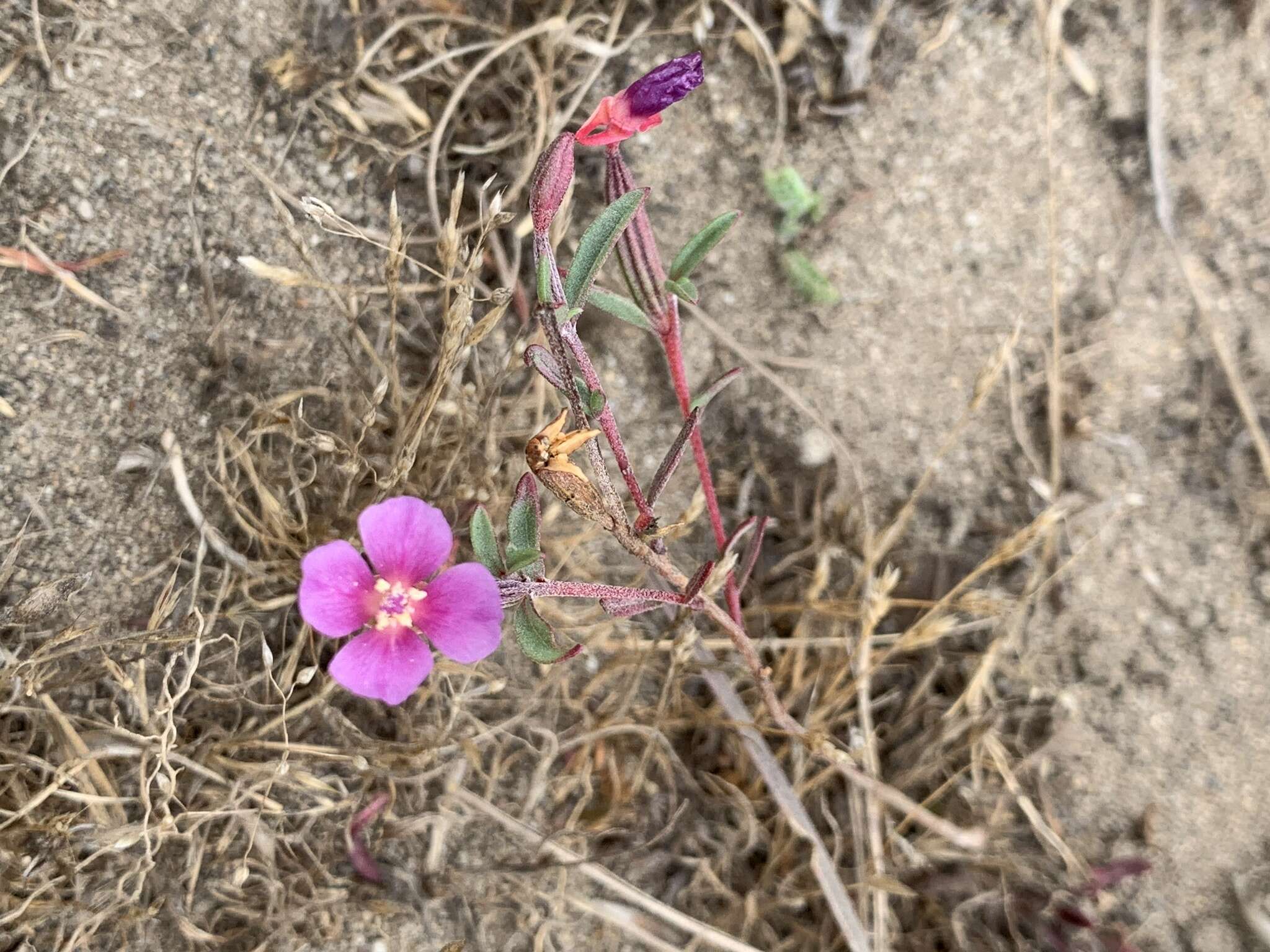 Image of Davy's clarkia