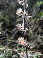 Image of yellow germander