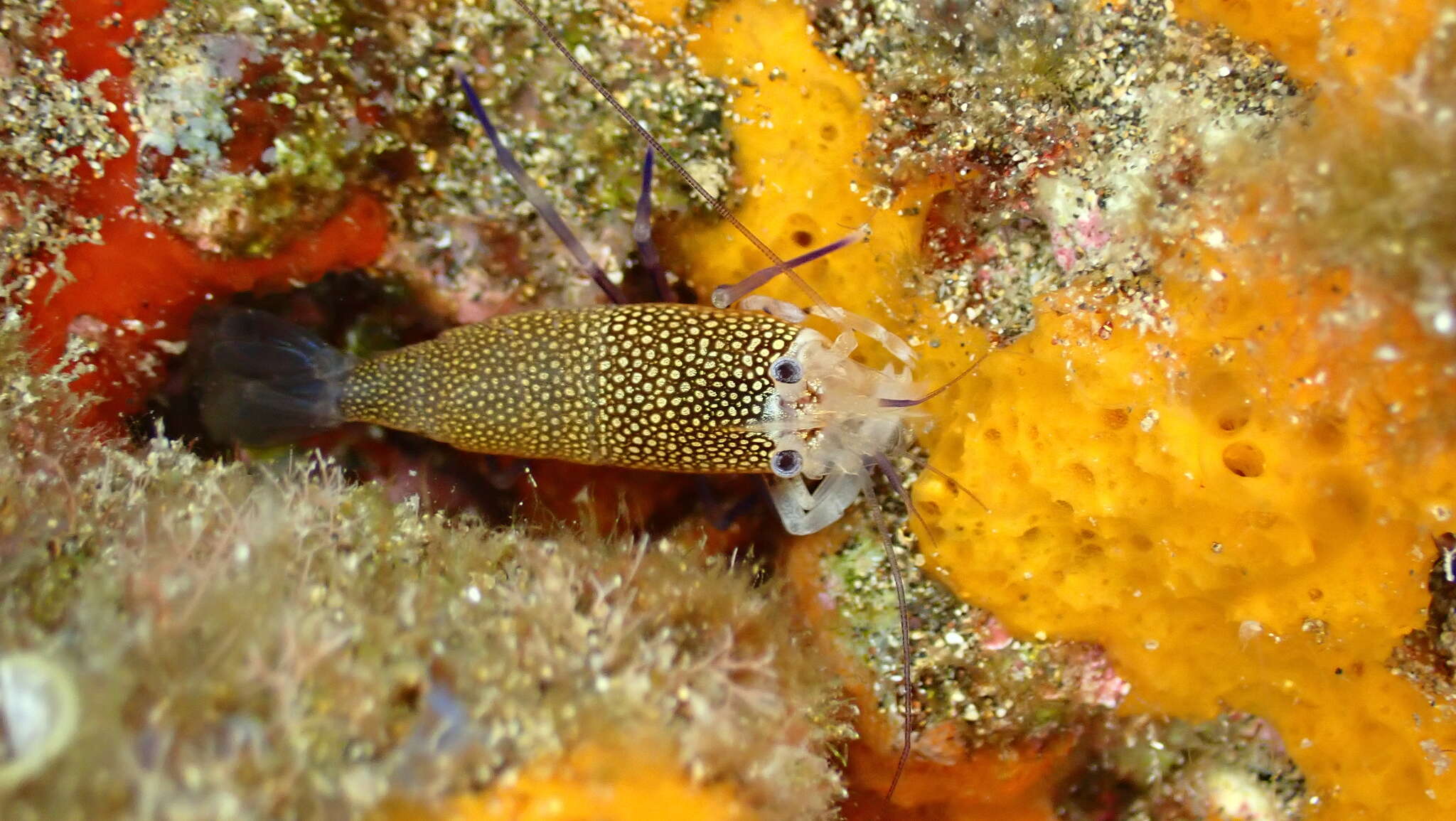 Image of golden-spotted shrimp