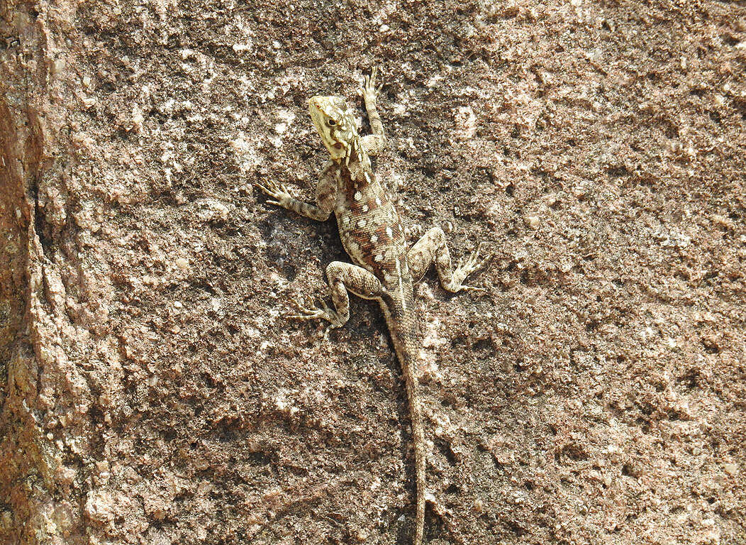 Image of Agama lionotus dodomae Loveridge 1923