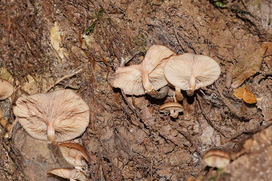 Image de Armillaria hinnulea Kile & Watling 1983