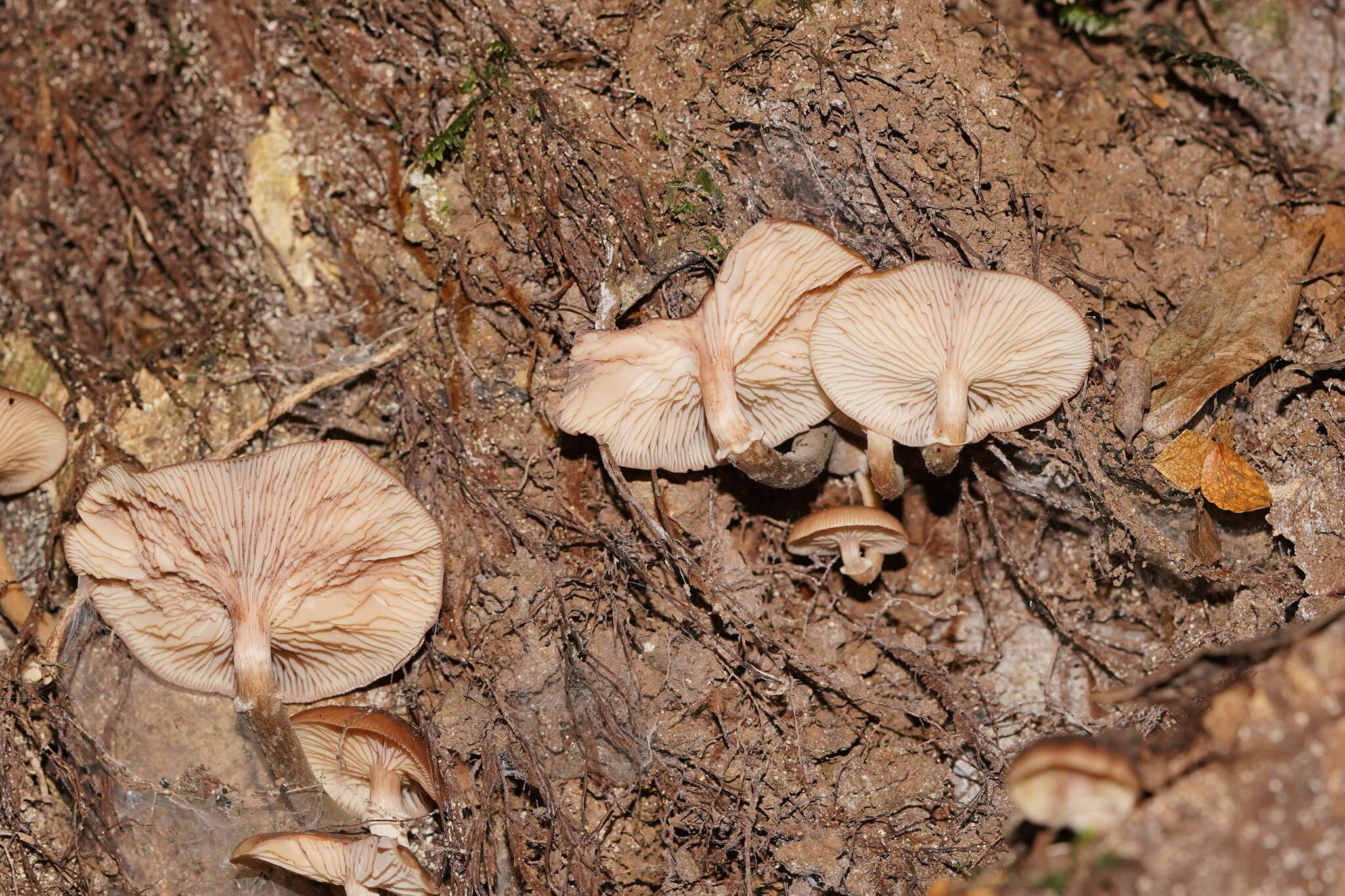 Image de Armillaria hinnulea Kile & Watling 1983