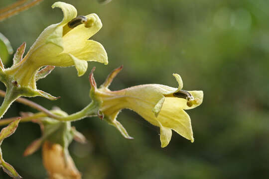 Imagem de Siphocampylus affinis (Mirb.) McVaugh