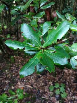 Image of Heberdenia excelsa (Ait.) Banks ex Roem. & Schult.