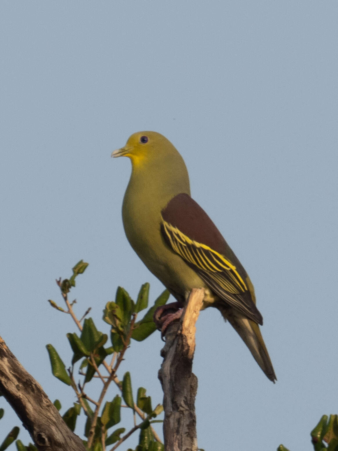 Image of Pompadour Green Pigeon