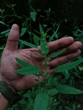 Sivun Euphorbia francoana Boiss. kuva