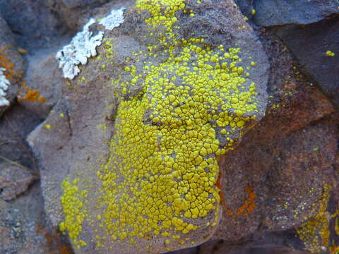 Image of cracked lichen