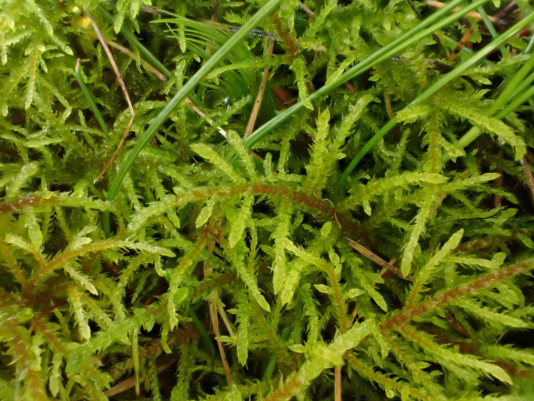 Image of hylocomiastrum moss