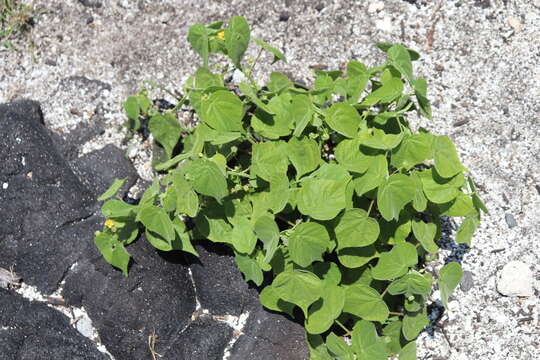 Image of viscid mallow