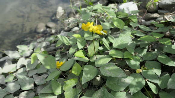 Image of Vigna reflexo-pilosa Hayata