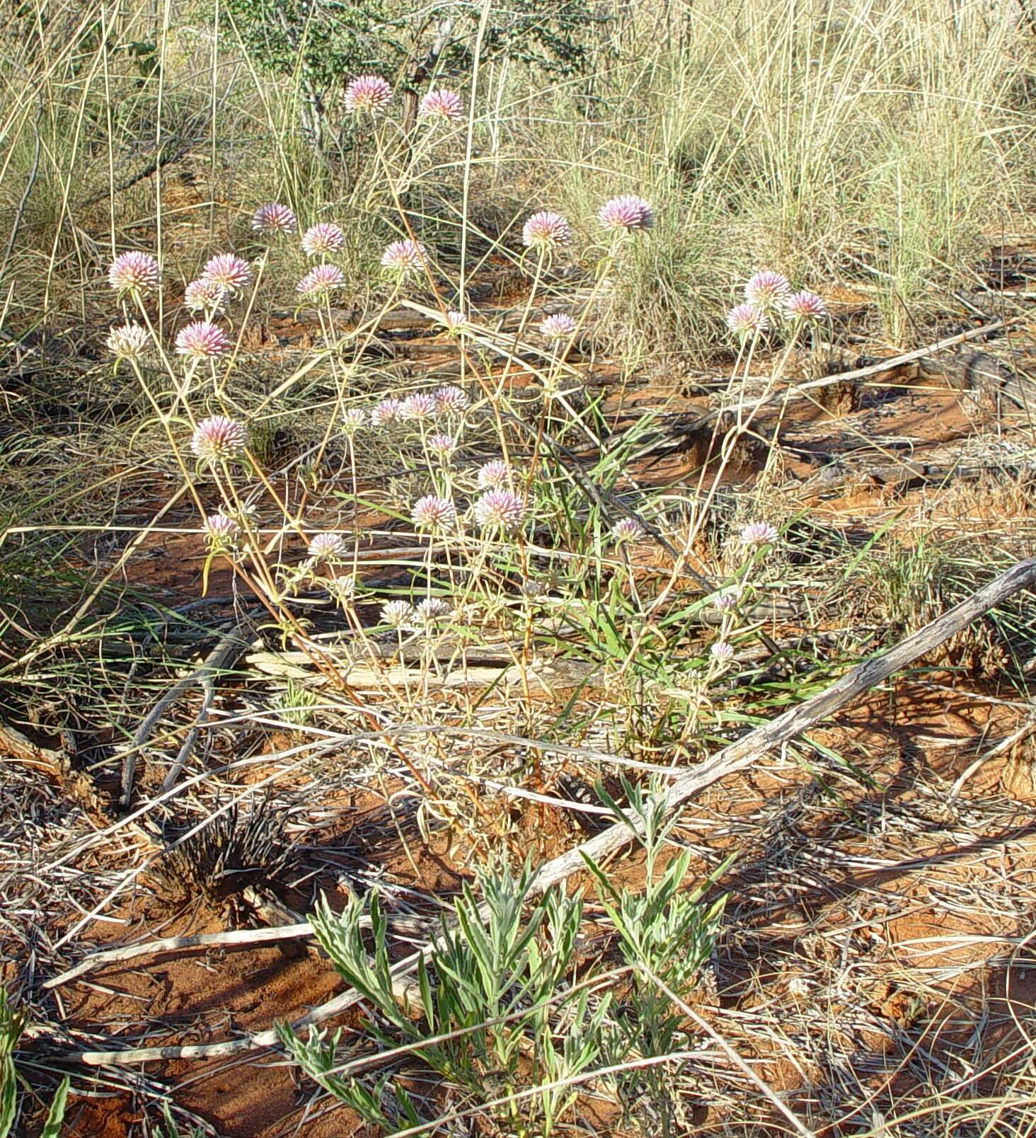 Image of Gomphrena canescens subsp. canescens