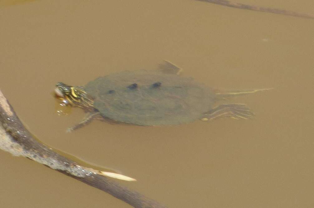 Image of Graptemys nigrinoda nigrinoda Cagle 1954