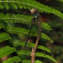 Image of Pseudocordulia circularis Tillyard 1909