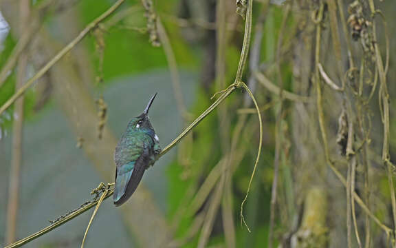 Image of White-throated Daggerbill