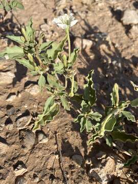 Acleisanthes diffusa (A. Gray) R. A. Levin resmi