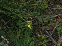 Image de Albuca cooperi Baker