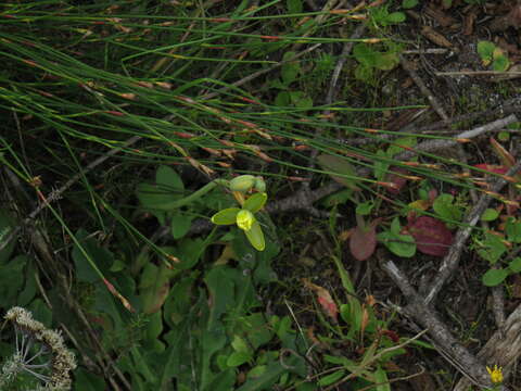 Image de Albuca cooperi Baker