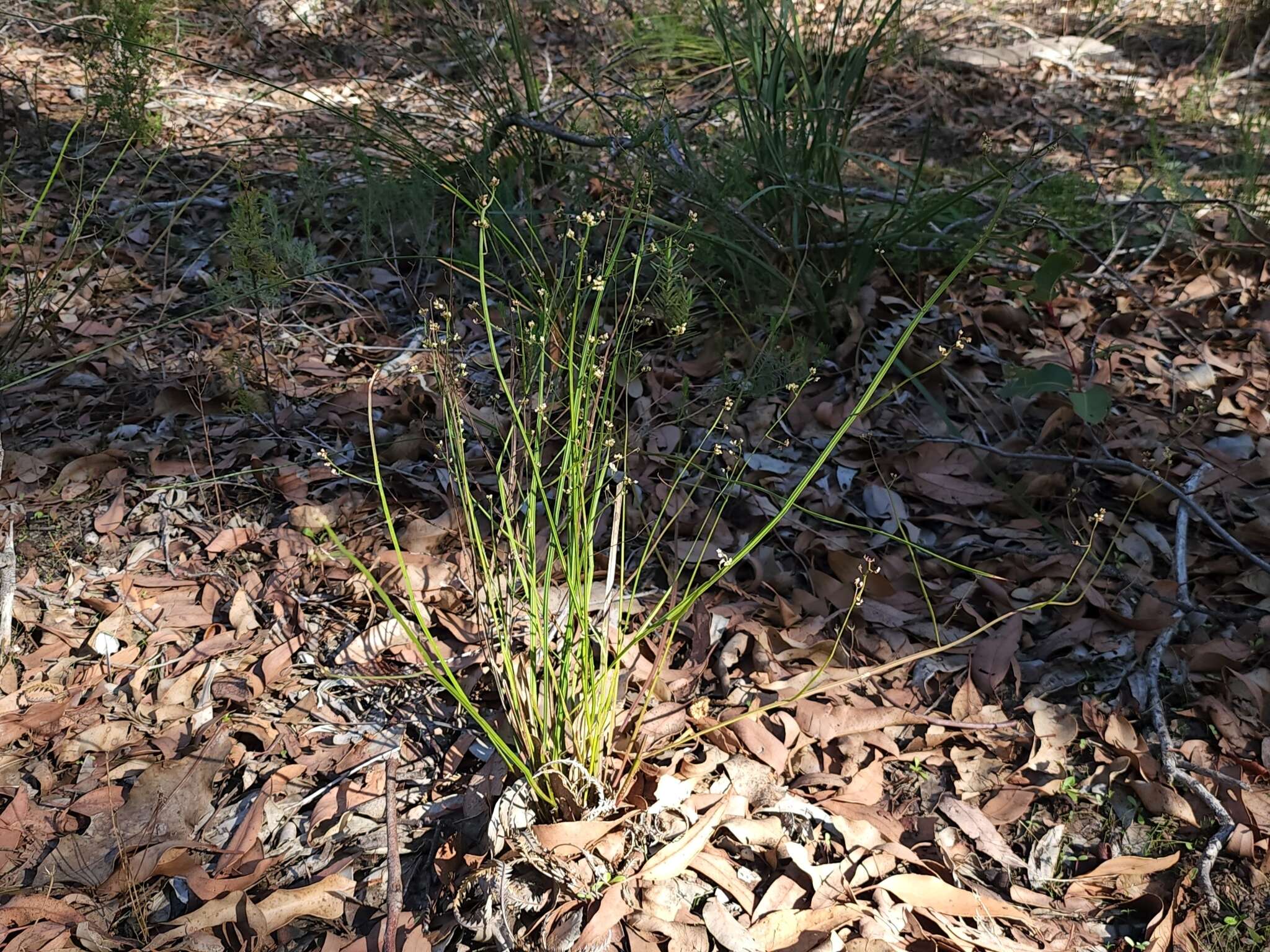 Image of Platysace filiformis (Bunge) C. Norman