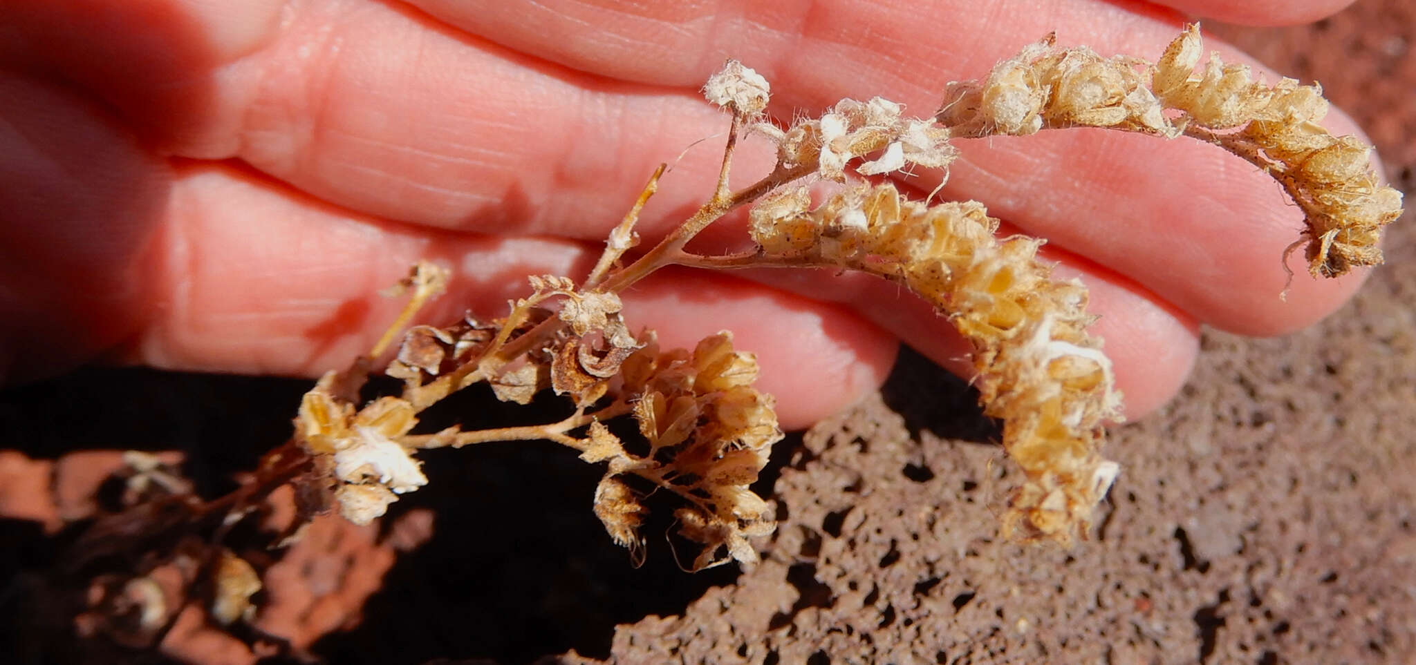 Phacelia serrata J. W. Voss resmi