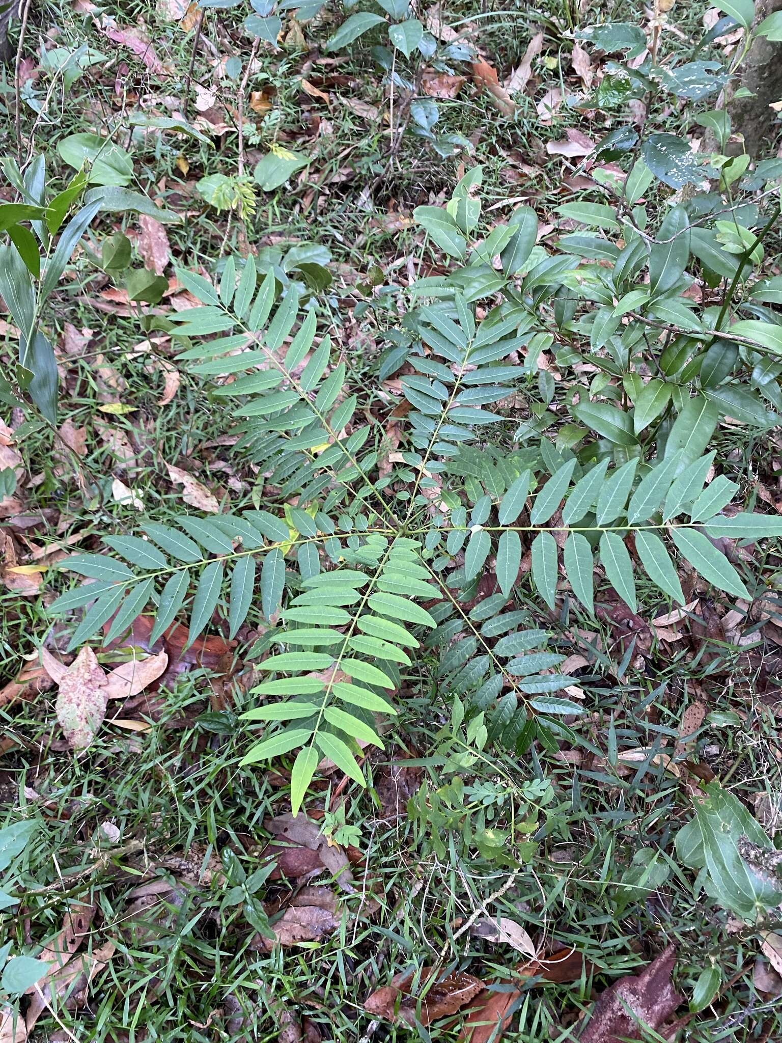 Image of Ailanthus triphysa (Dennst.) Alston