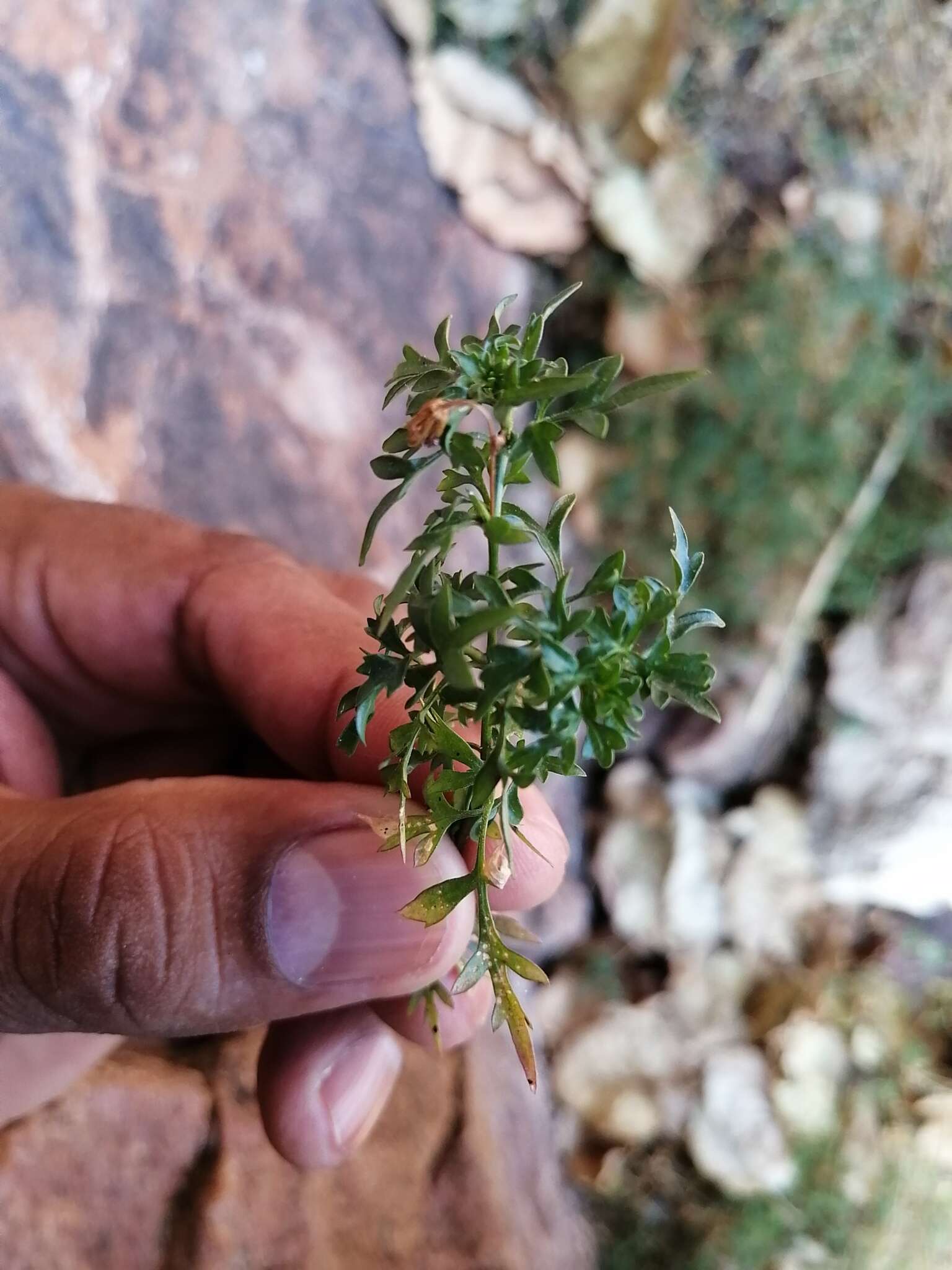 Image of Coreocarpus sonoranus Sherff