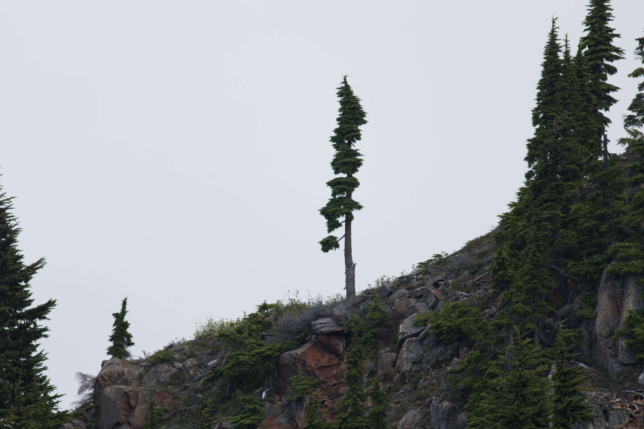 Image of Mountain Hemlock