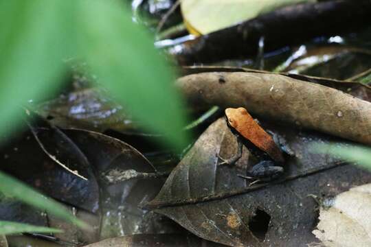 Image of Mantella ebenaui (Boettger 1880)