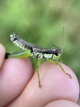 Слика од Melanoplus gracilis (Bruner & L. 1876)