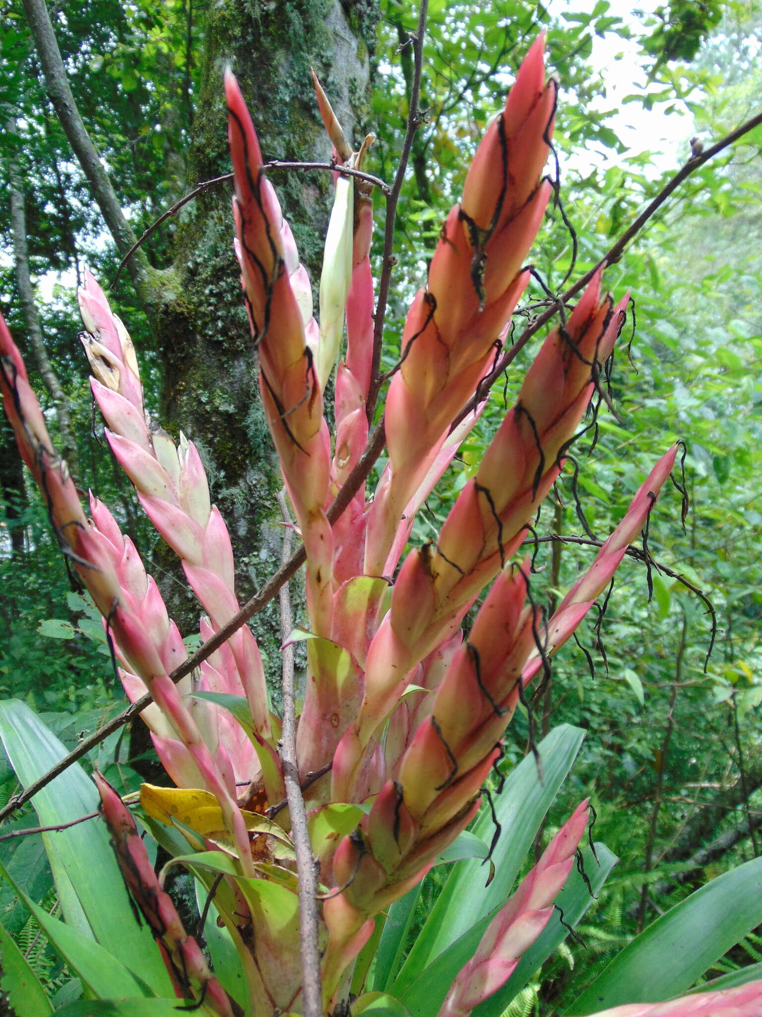 Image of Tillandsia deppeana Steud.