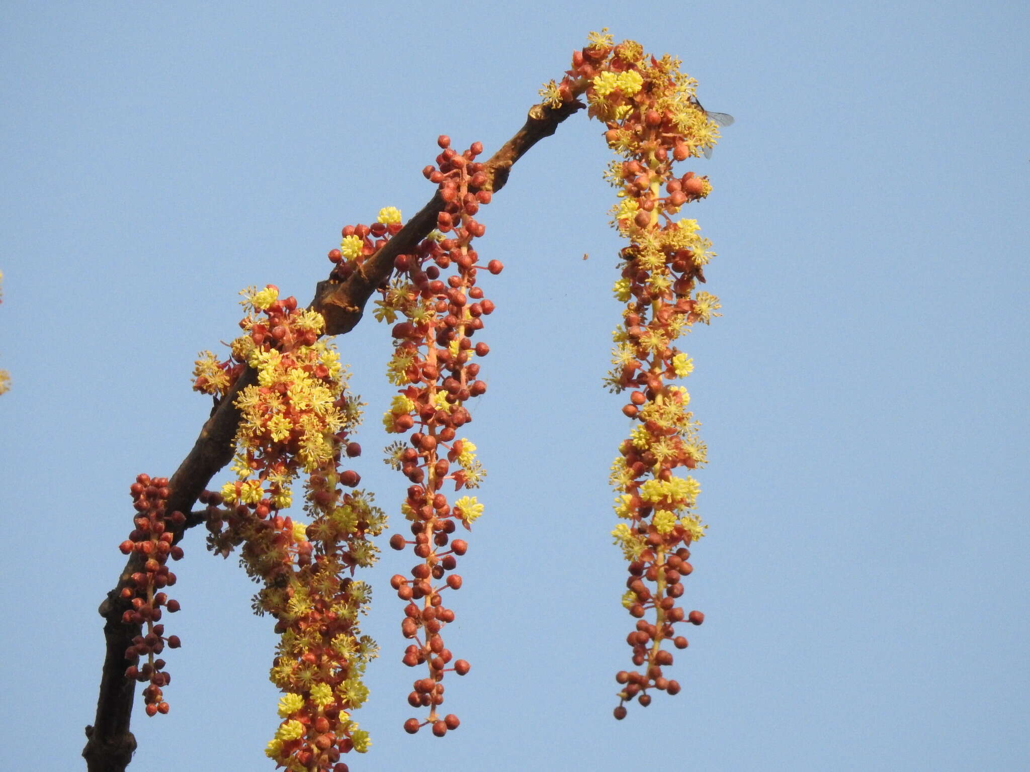 Sivun Mallotus polycarpus (Benth.) Kulju & Welzen kuva