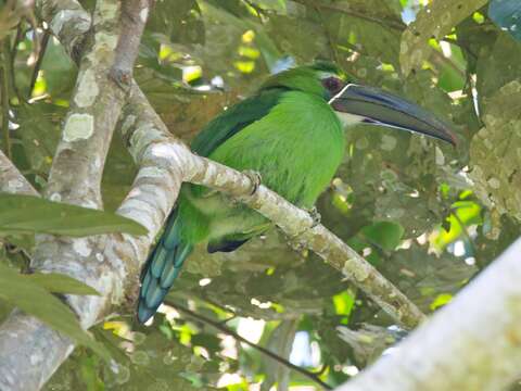 Plancia ëd Aulacorhynchus derbianus Gould 1835