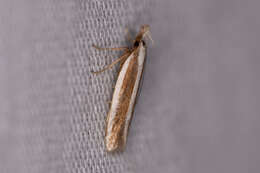 Image of Juniper webworm