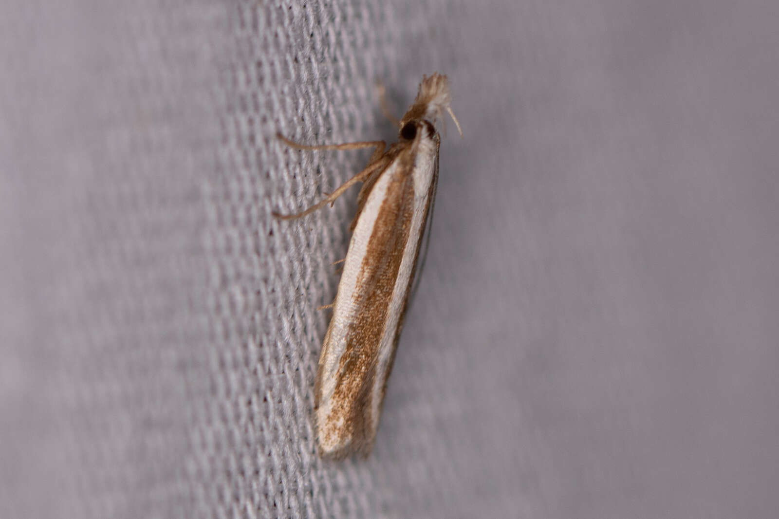 Image of Juniper webworm