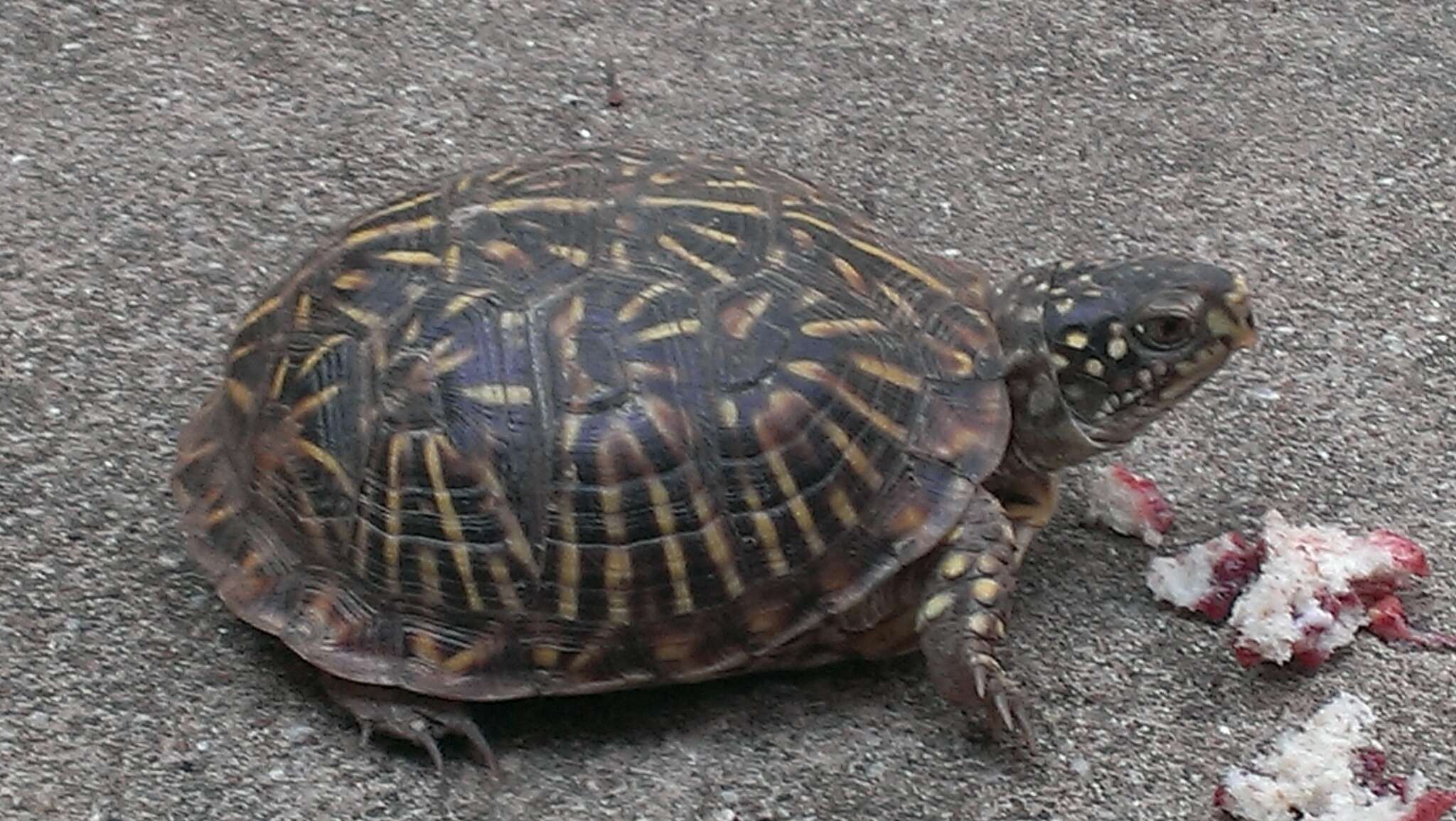 Plancia ëd Terrapene ornata (Agassiz 1857)