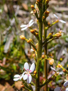 Image of Stylidium crassifolium R. Br.