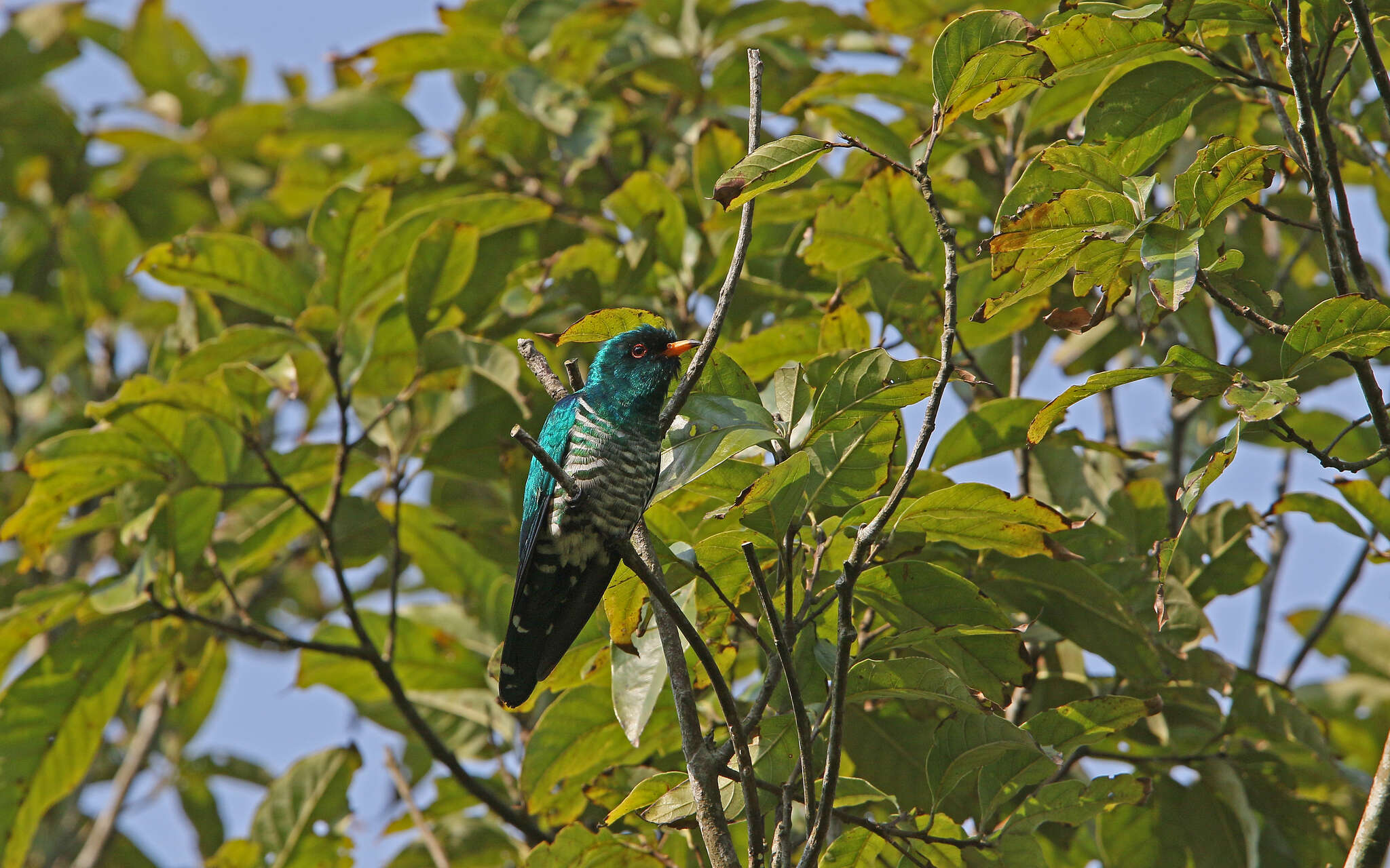 Image of Asian Emerald Cuckoo