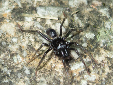 Image of Atypus heterothecus Zhang 1985