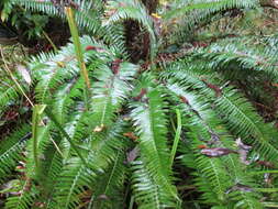 Sivun Polystichum munitum (Kaulf.) C. Presl kuva