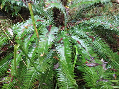 Image of western swordfern