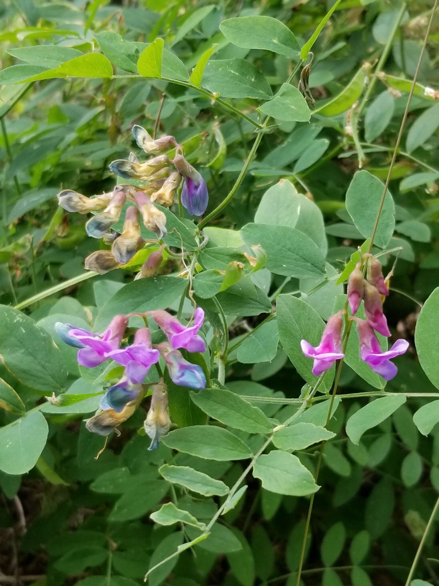 Imagem de Lathyrus nevadensis S. Watson