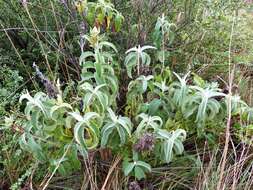 Image of Buddleja tubiflora Benth.