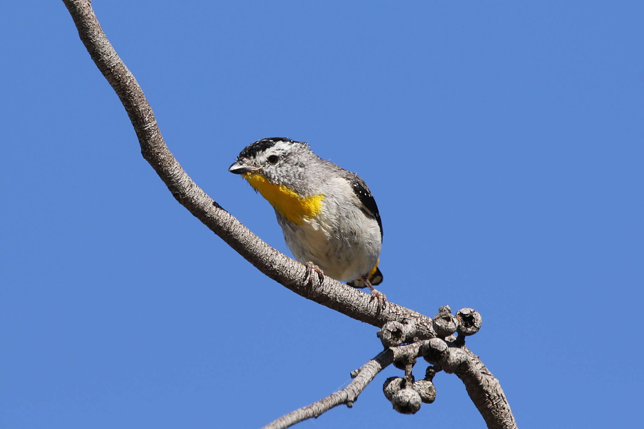 Image of Pardalotus punctatus xanthopyge McCoy 1866