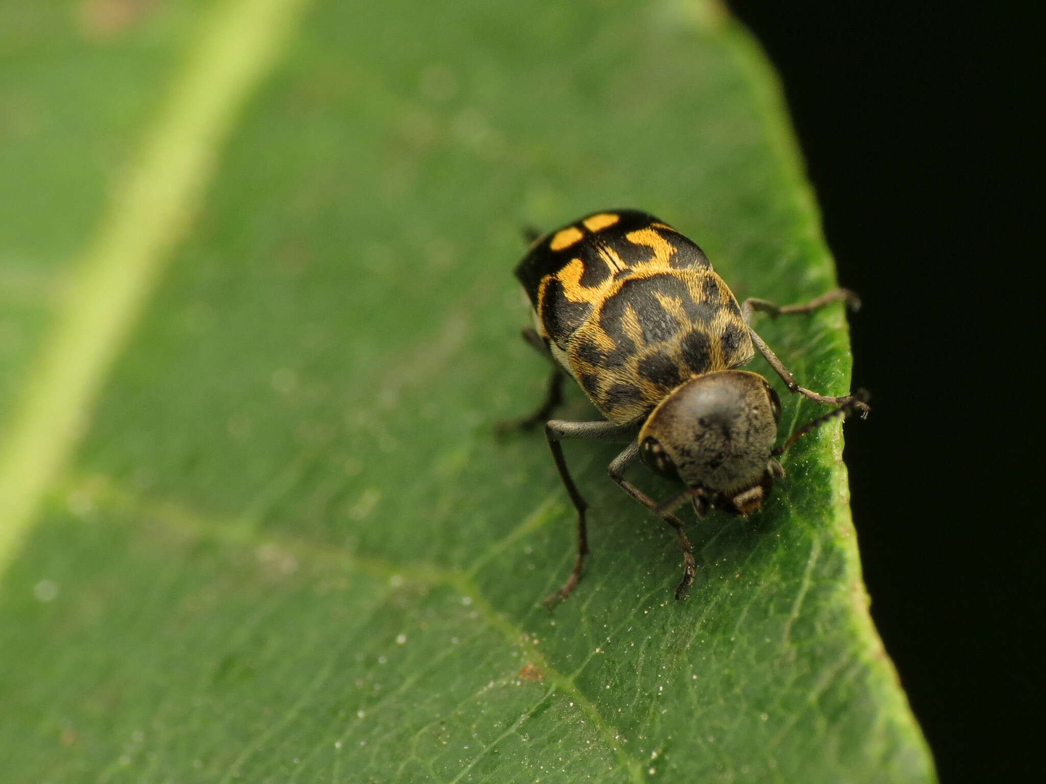 Image de Hoshihananomia octopunctata (Fabricius 1775)