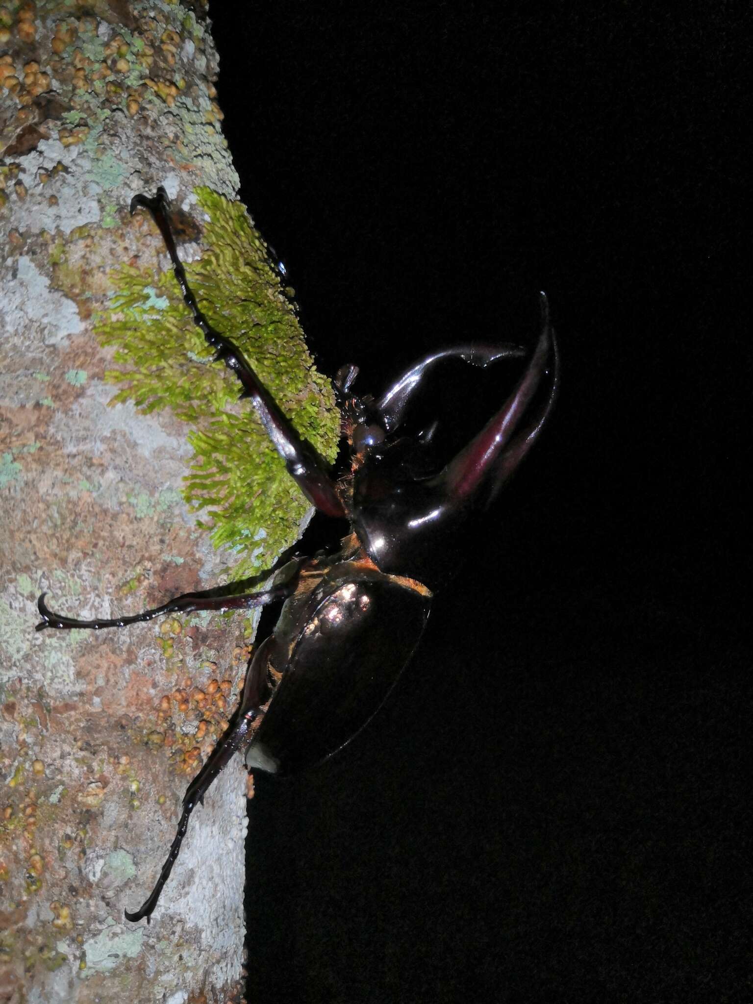 Image of Chalcosoma atlas keyboh Nagai 2004