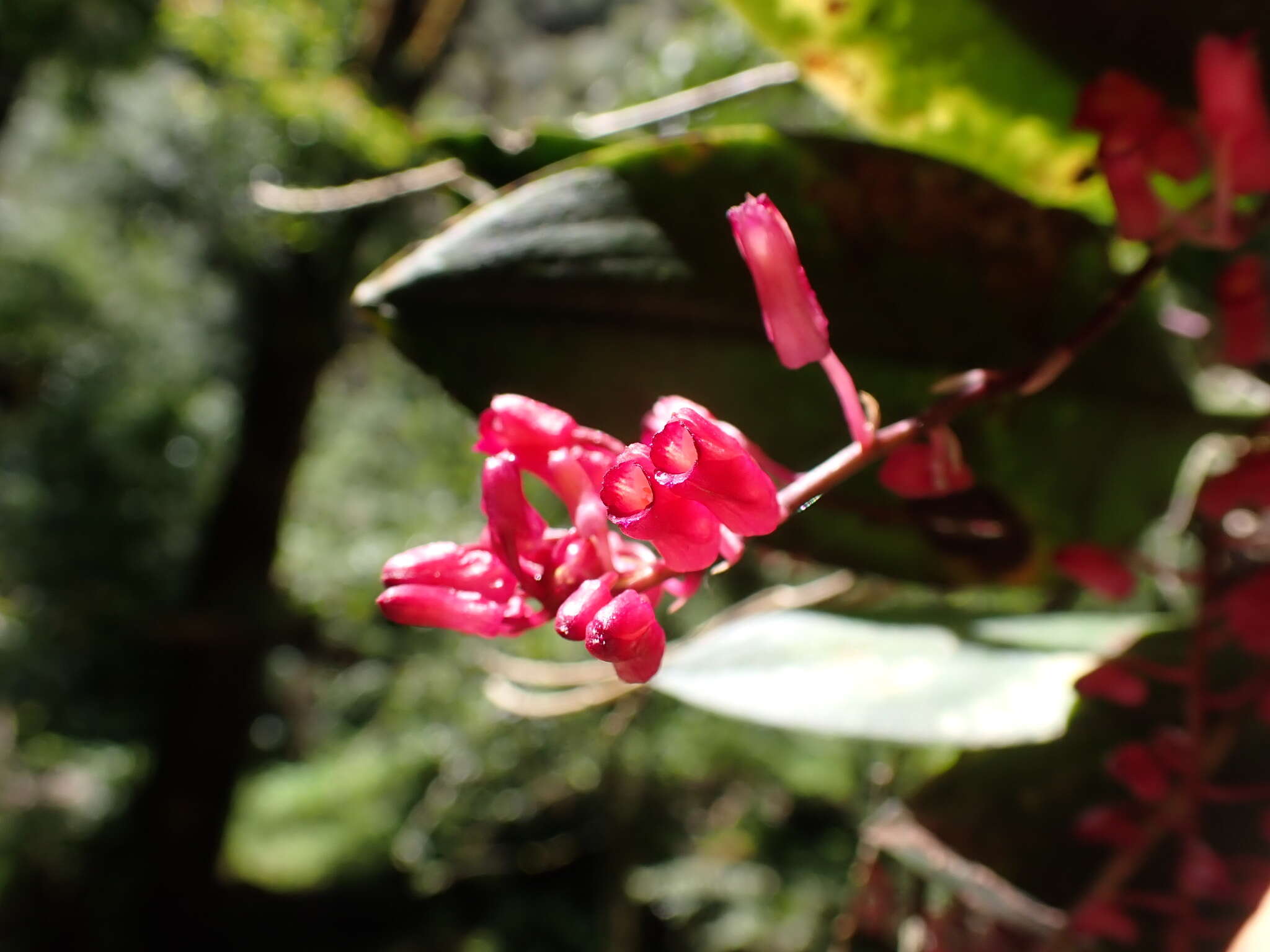 Plancia ëd Comparettia rubriflora (Senghas) M. W. Chase & N. H. Williams