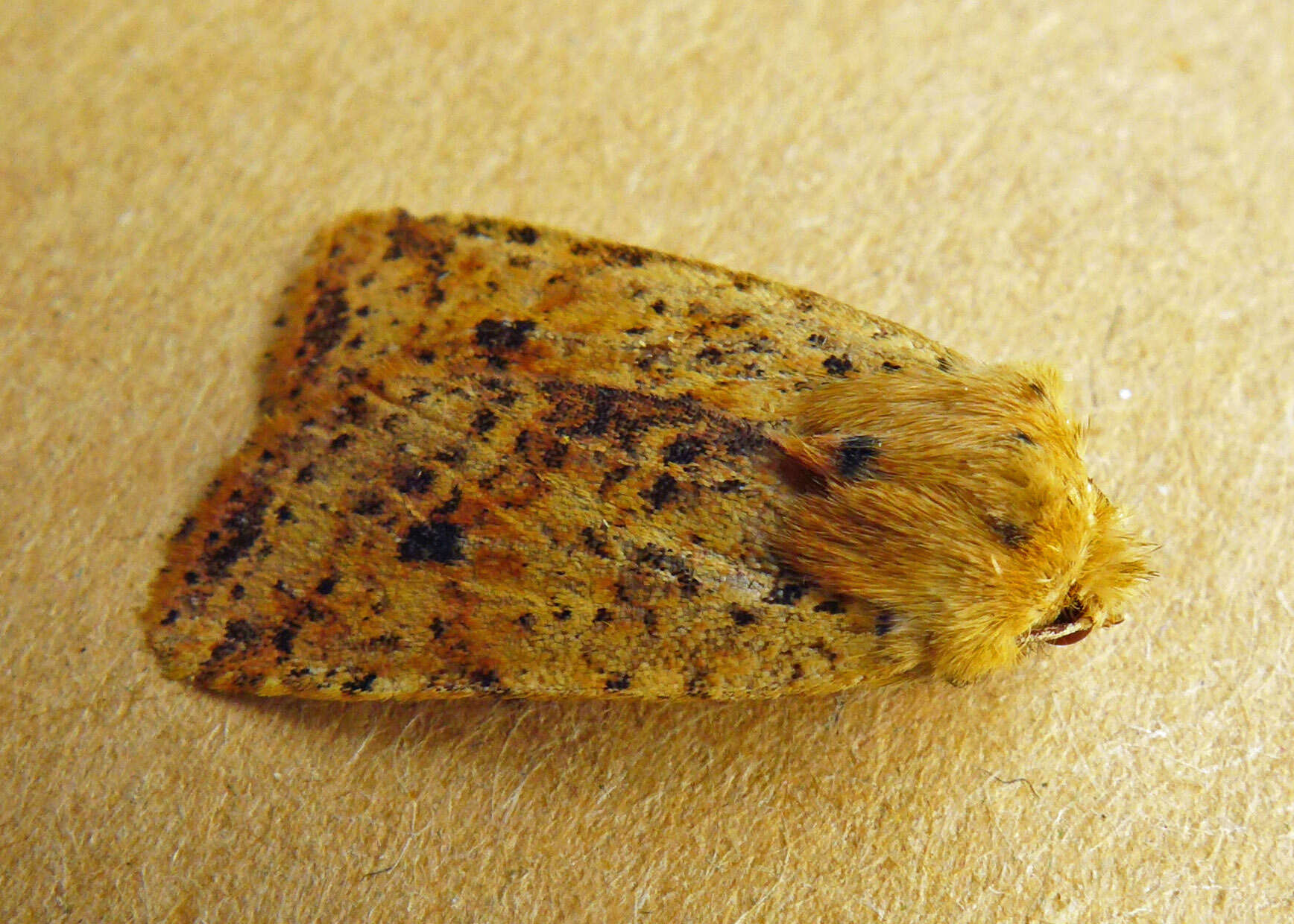 Image of dotted chestnut