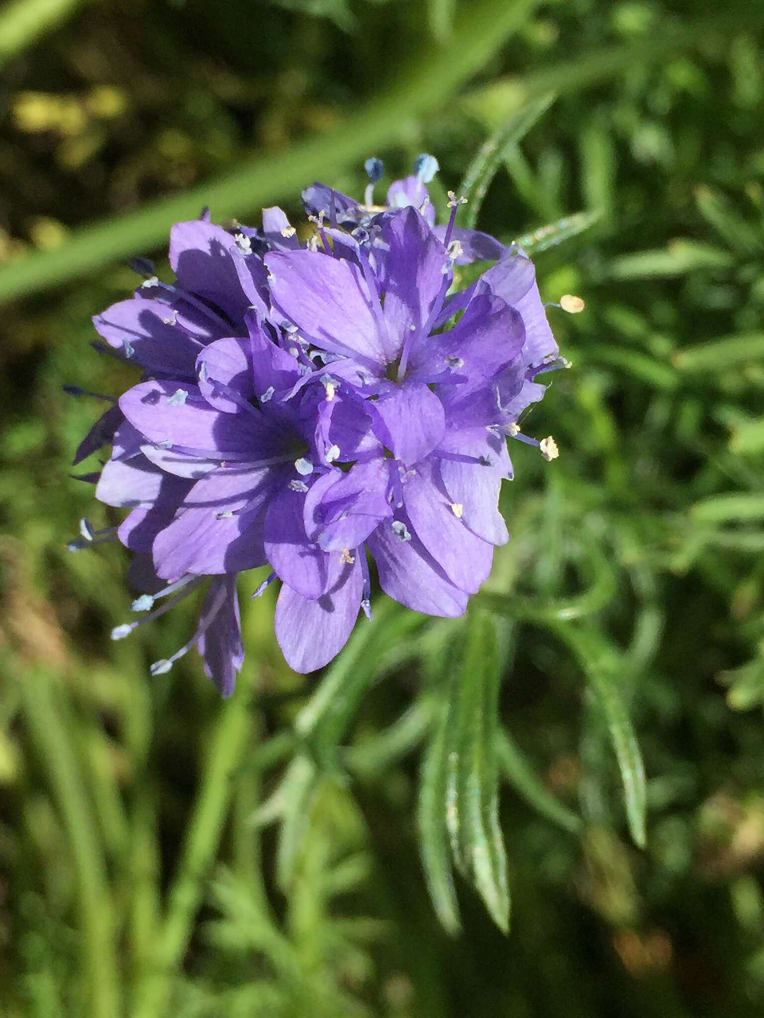 Image of bluehead gilia